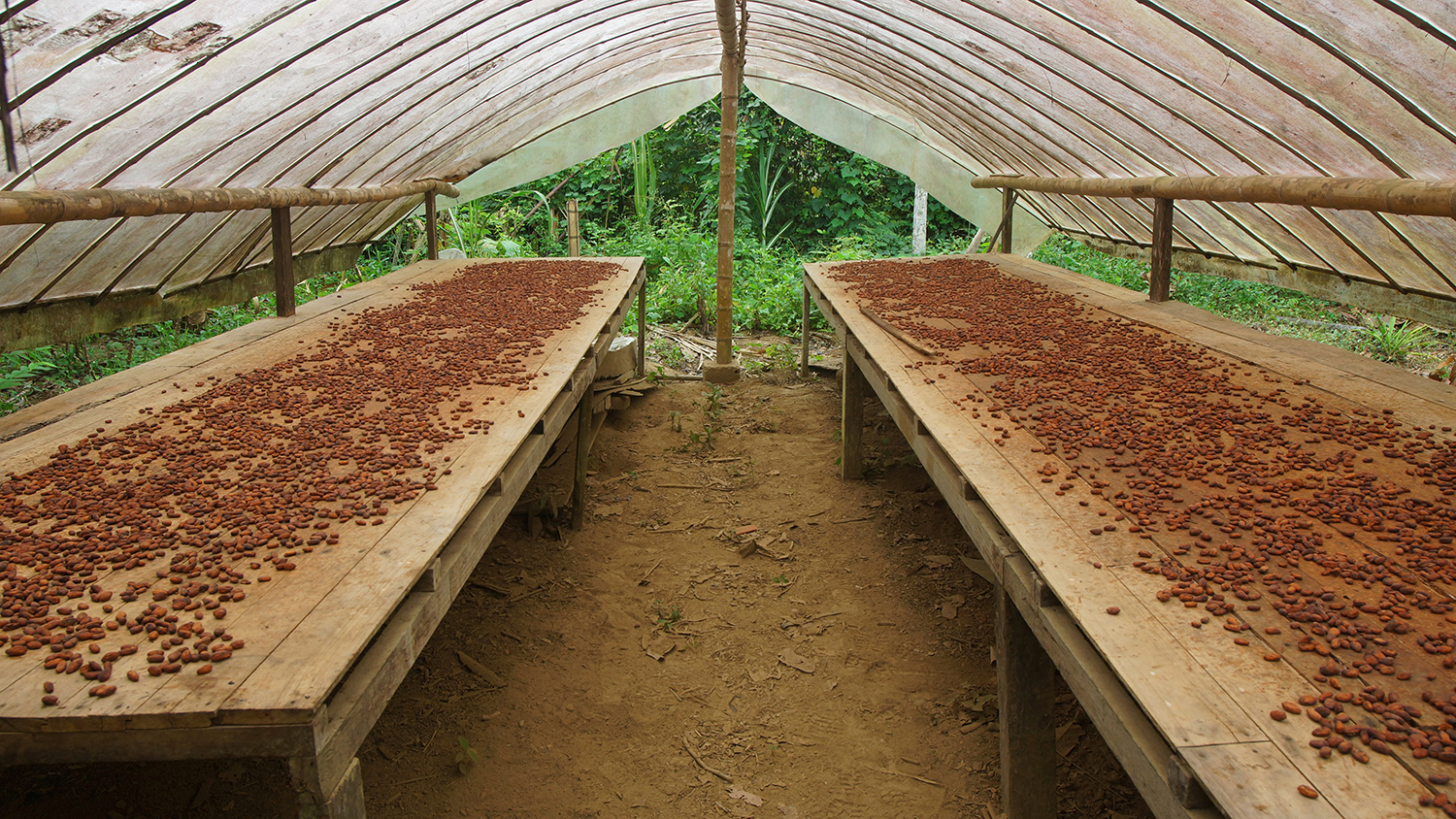 Wooden table with a lot of cocoa beans on it drying inside a greenhouse