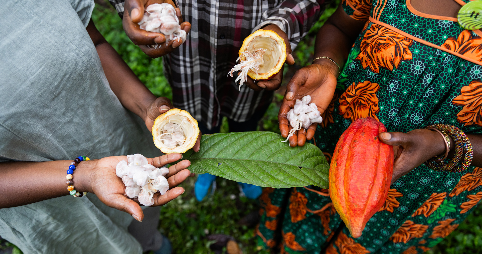 Cocoa seeds shown by the three African farmers once they've broken the pod