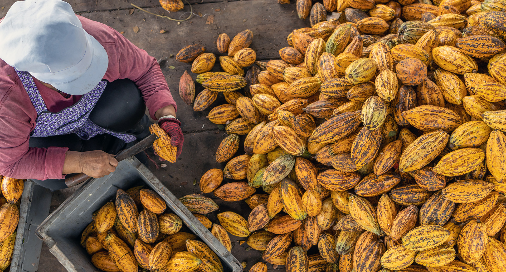 Cocoa beans and cocoa pod on a wooden surface.